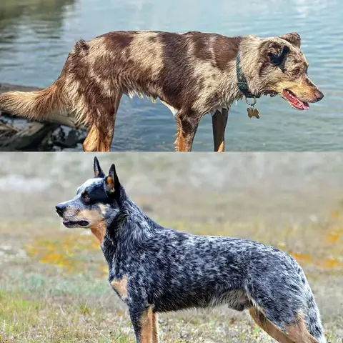 Chó Có Xoáy Ở Mông: Dấu Hiệu Đặc Trưng Và Ý Nghĩa Của Nó