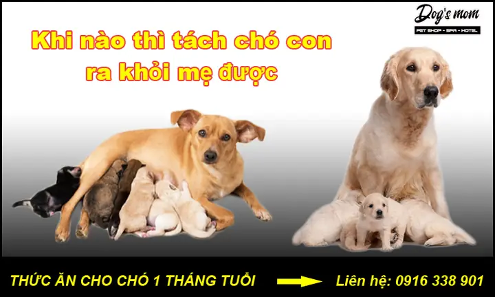 Khi Nào Thì Tách Chó Con Ra Khỏi Mẹ Được?