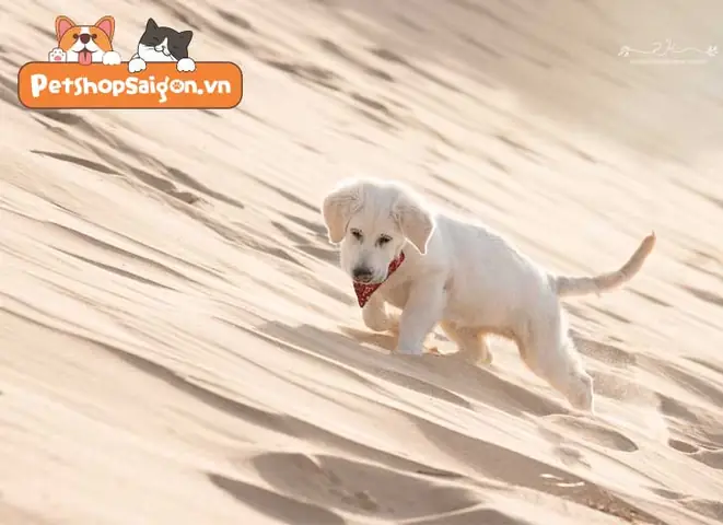 Điều Trị Chó Con Ăn Đất Cát Như Thế Nào?