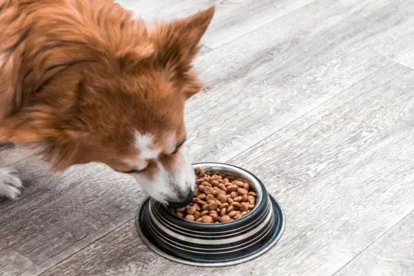 Khẩu Phần Của Chó Trưởng Thành