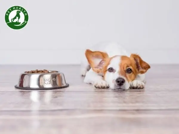 Chó Bỏ Ăn Do Thói Quen Chó Bỏ Ăn Do Thói Quen