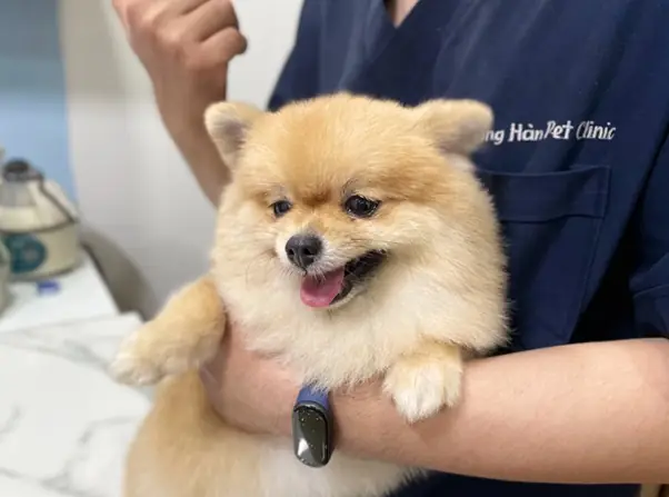 Cho Chó Uống Nước Sạch