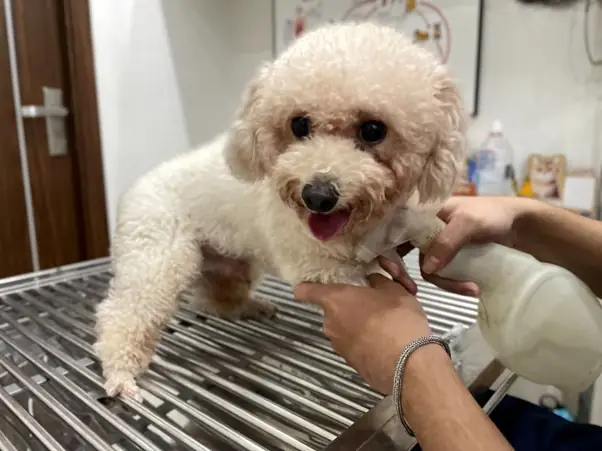 Cách Phòng Ngừa Sặc Sữa Cho Chó Con