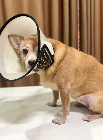 Không Cho Bú Tiếp Tục Ngay Sau Khi Sặc