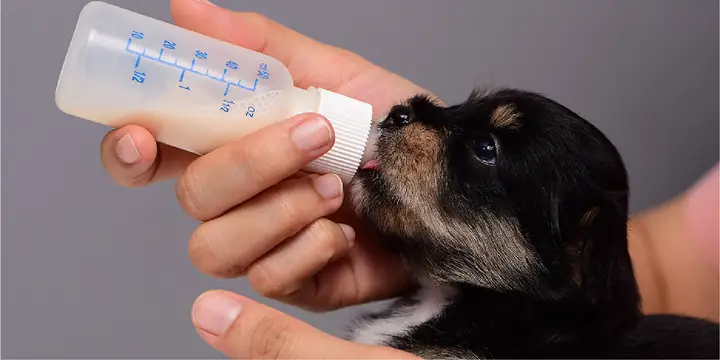 Dấu Hiện Nhận Biết Để Chăm Sóc Chó Con Bị Bệnh