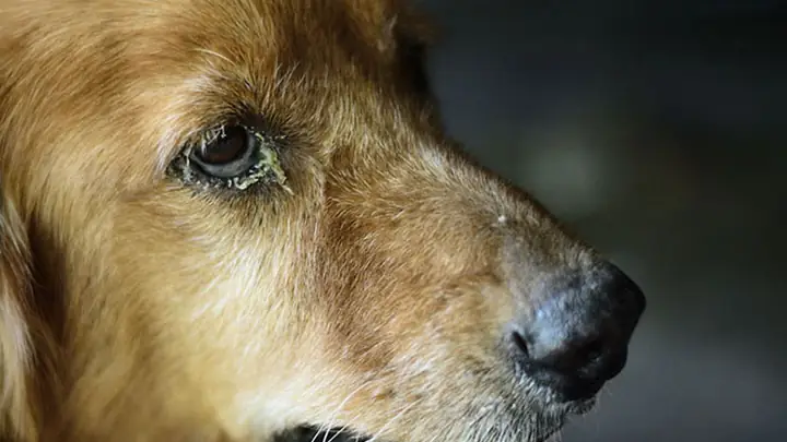 Chó Bị Ốm Nằm Một Chỗ, Mắt Đổ Ghèn