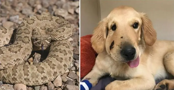 Nhận Biết Triệu Chứng Chó Bị Rắn Cắn