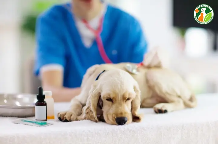 Đưa Chó Tới Cơ Sở Thú Y Để Thăm Khám, Điều Trị