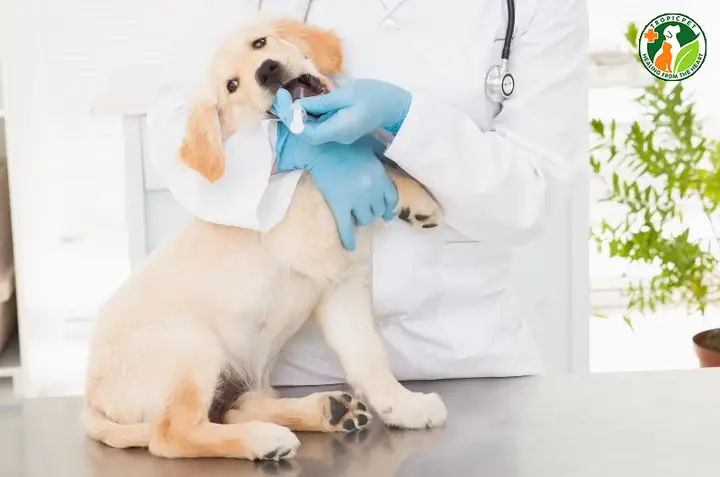 Làm Thế Nào Để Phòng Ngừa Chó Bị Rối Loạn Tiêu Hóa?