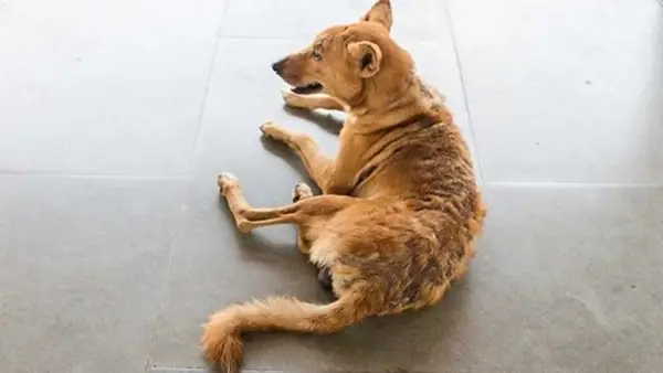 Chó Bị Rụng Lông Bất Thường