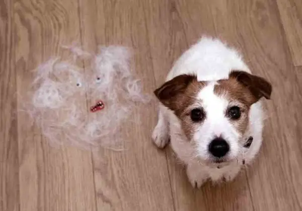 Cach-xu-ly-khi-cho-con-bi-rung-long