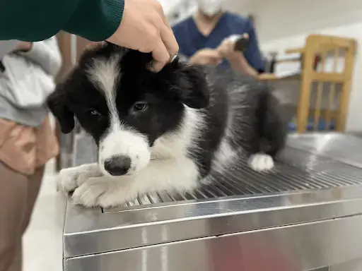 Nguyên Nhân Chó Con Bị Sưng Ở Rốn Phổ Biến Nguyên Nhân Chó Con Bị Sưng Ở Rốn Phổ Biến