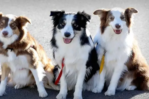 Điều Trị Dị Ứng Ở Chó