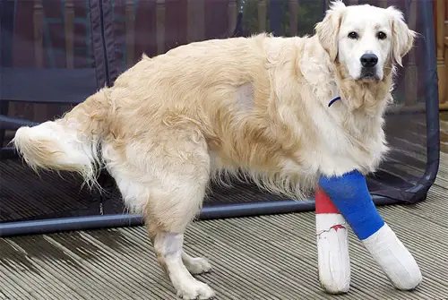 Phương Pháp Điều Trị Khi Chó Bị Chân Vòng Kiềng