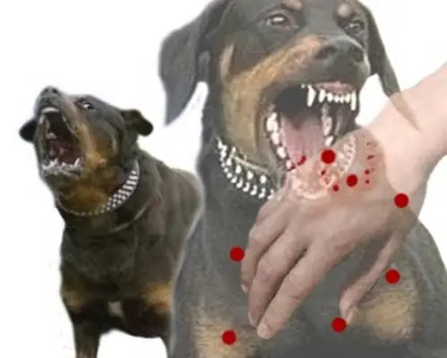 Những Dạng Vết Thương Có Thể Gây Ra Dođộng Vật Cắn: