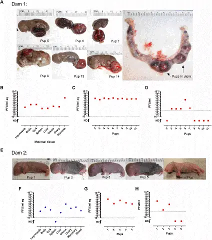 Chó Con Chết Trong Bụng Mẹ