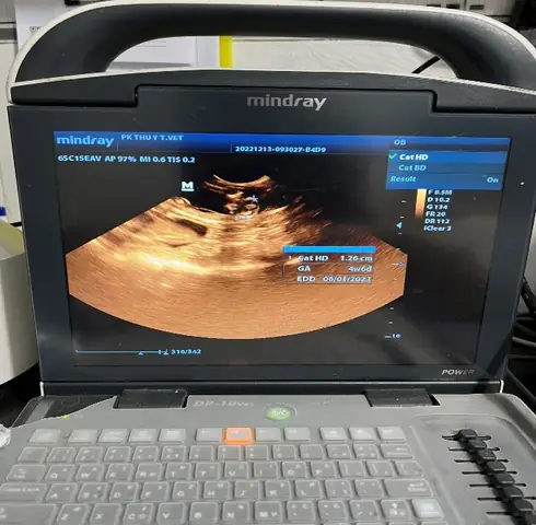 Ngăn Ngừa Thai Lưu Hoặc Chết Non