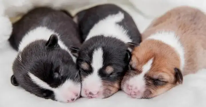 Nguyên Nhân Chó Con Chưa Mở Mắt Bị Chảy Mủ Nguyên Nhân Chó Con Chưa Mở Mắt Bị Chảy Mủ