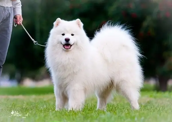 Chó Samoyed Chó Samoyed