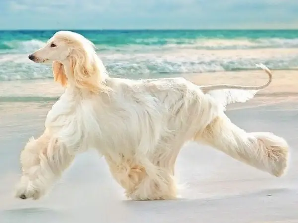 Chó Săn Afghanistan Chó Săn Afghanistan