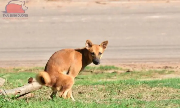 Dấu Hiệu Chó Bị Tiêu Chảy