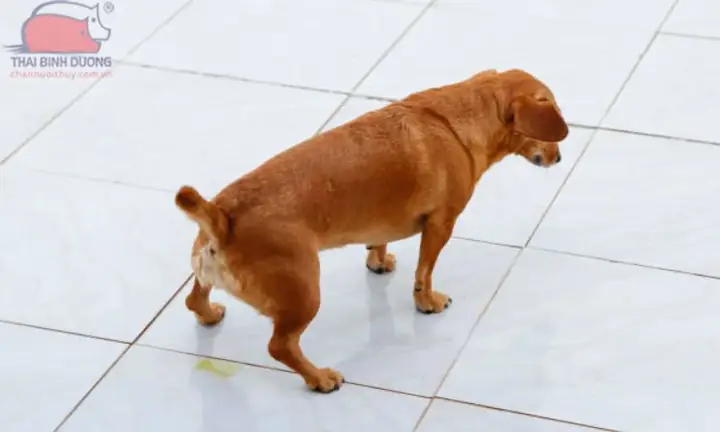 Chó Bị Tiêu Chảy