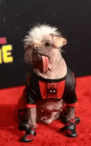 Chó Còn Gọi Là Gì? Những Cái Tên Quen Thuộc Của Loài Vật Gần Gũi Với Con Người