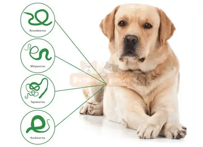 Chó Con Ị Ra Giun: Nguyên Nhân, Dấu Hiệu & Cách Xử Lý An Toàn