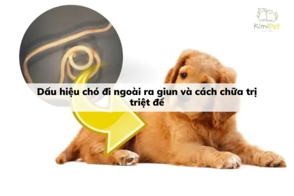 Chó Con Ị Ra Giun: Nguyên Nhân, Dấu Hiệu & Cách Xử Lý An Toàn