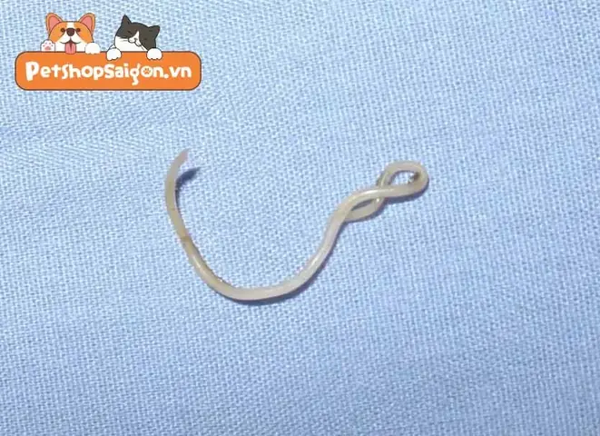 Chó Con Ị Ra Giun: Nguyên Nhân, Dấu Hiệu & Cách Xử Lý An Toàn