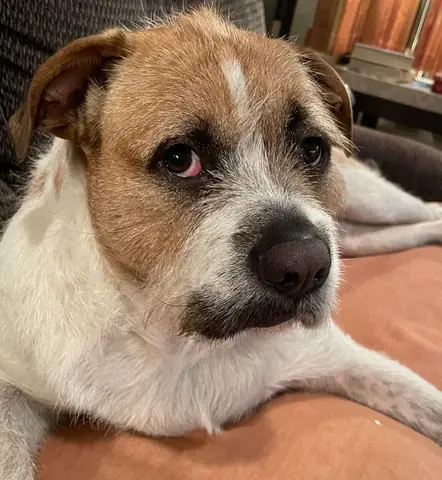 Chó Con Kêu Cả Đêm: Nguyên Nhân Và Giải Pháp Hiệu Quả