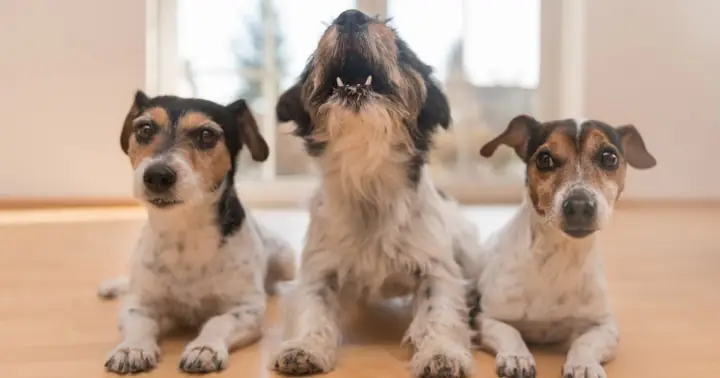 Cã¡ch Dáº¡y Chã³ Biáº¿t Sá»§a