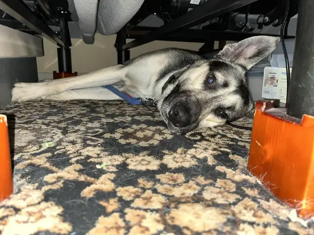 Chó Con Không Chịu Ngủ: Nguyên Nhân & Giải Pháp Khoa Học Giúp Cún Ngủ Ngon Suốt Đêm