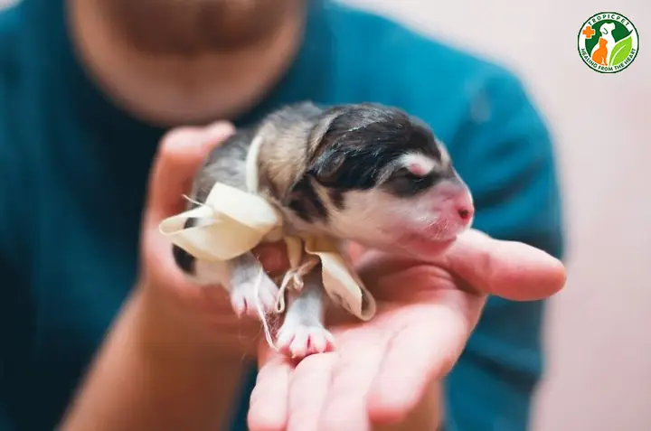 Thường Xuyên Theo Dõi Tình Trạng Của Chó Con Thường Xuyên Theo Dõi Tình Trạng Của Chó Con