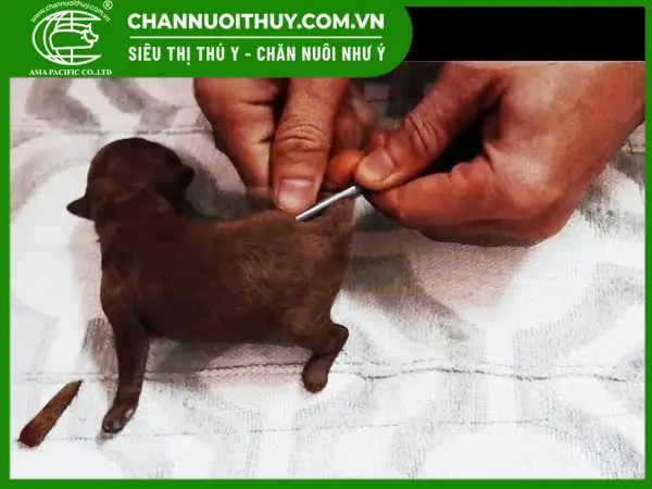Kĩ Thuật Cách Cắt Đuôi Chó Con