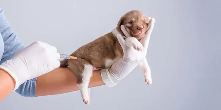 Cách Sơ Cứu Khi Chó Bị Rối Loạn Đường Ruột Cách Sơ Cứu Khi Chó Bị Rối Loạn Đường Ruột