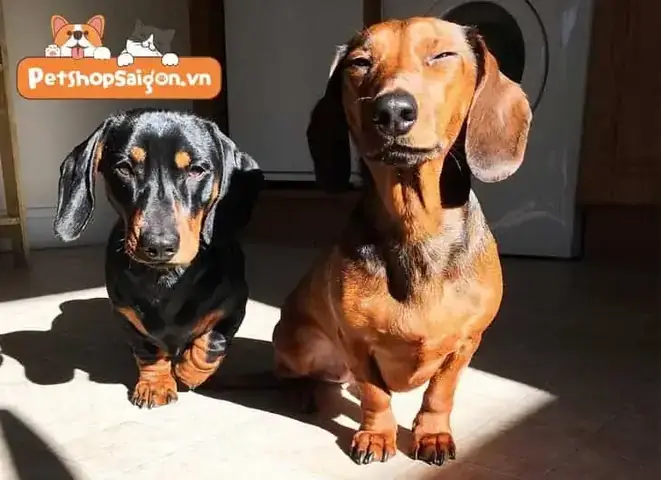 Chó Con Mới Sinh Có Nên Phơi Nắng Hay Không? Chó Con Mới Sinh Có Nên Phơi Nắng Hay Không?