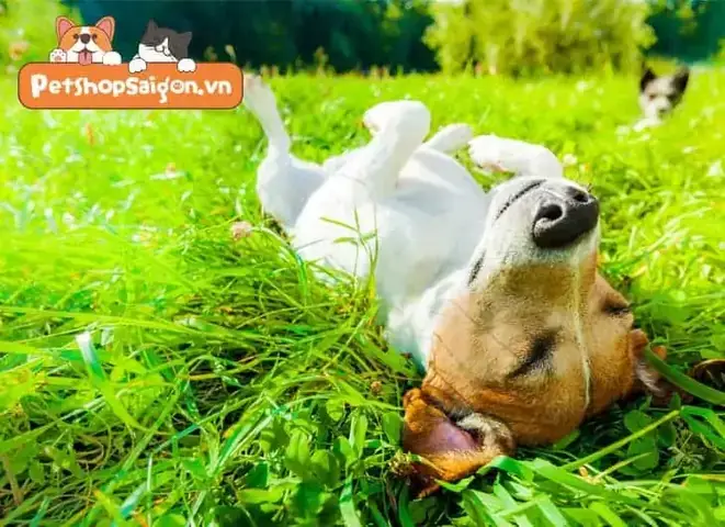 Sự Khác Biệt Trong Tổng Hợp Vitamin D Ở Chó So Với Người Sự Khác Biệt Trong Tổng Hợp Vitamin D Ở Chó So Với Người