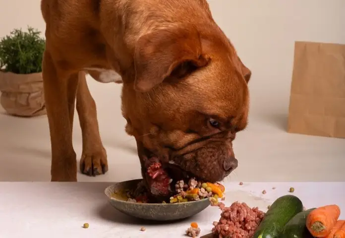 Chó Con Ngày Ăn Mấy Bữa