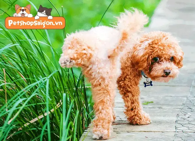 Chó Đi Vệ Sinh Mấy Lần 1 Ngày?