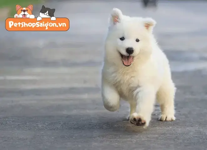 Số Lần Đi Vệ Sinh Của Chó Phụ Thuộc Vào Độ Tuổi