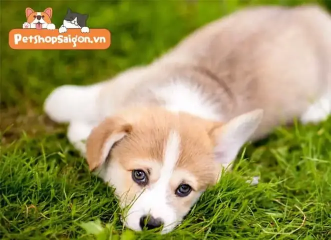 Chó Con Bao Lâu Thì Phơi Nắng?