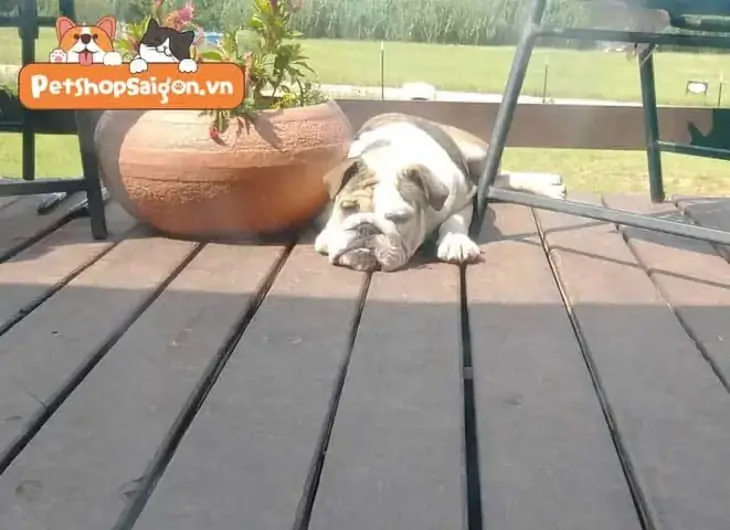 Khi Nào Chó Phơi Nắng Đủ?