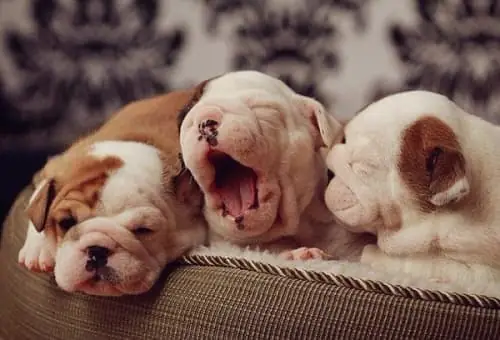 Vai Trò Của Vitamin D Đối Với Chó Con