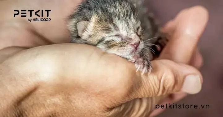 Đặc Điểm Của Mèo Con Sinh Non