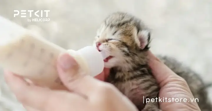 Tỷ Lệ Sống Sót Ở Mèo Con Sinh Non Có Cao Không?