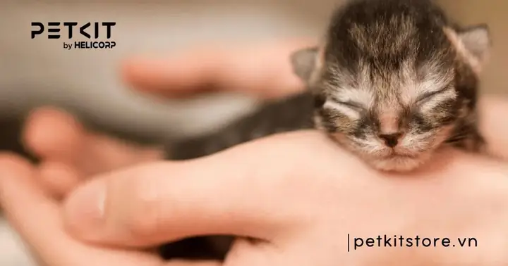 Cách Chăm Sóc Mèo Con Sinh Non Hằng Ngày