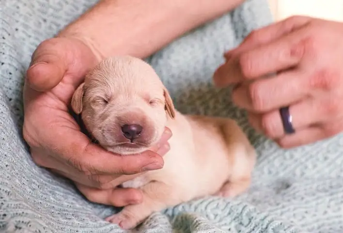 Xác Định Bệnh Khi Chó Sơ Sinh Bị Tiêu Chảy