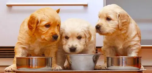 Cách Dạy Chó Con Làm Quen Khi Về Nhà Mới Cực Đơn Giản Cách Dạy Chó Con Làm Quen Khi Về Nhà Mới Cực Đơn Giản