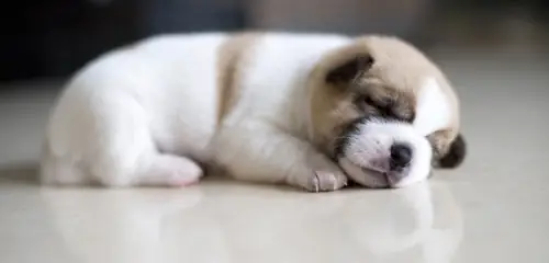 Cách Dạy Chó Con Làm Quen Khi Về Nhà Mới Cực Đơn Giản Cách Dạy Chó Con Làm Quen Khi Về Nhà Mới Cực Đơn Giản